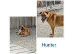 Adopt Hunter a Tan/Yellow/Fawn - with Black German Shepherd Dog / Mixed dog in