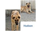 Adopt Hudson a Tan/Yellow/Fawn - with Black German Shepherd Dog / Mixed dog in