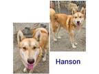 Adopt Hanson a Tan/Yellow/Fawn - with Black Siberian Husky / Mixed dog in Rancho
