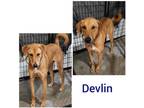 Adopt Devlin a Red/Golden/Orange/Chestnut - with White Labrador Retriever /
