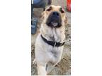 Adopt Samara a Tan/Yellow/Fawn - with Black Anatolian Shepherd / Mixed dog in