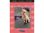 Adopt Pudgy a Red/Golden/Orange/Chestnut - with White Terrier (Unknown Type