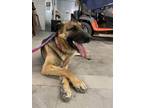 Adopt Nala a German Shepherd Dog / Mixed dog in Rancho Cucamonga, CA (38522109)