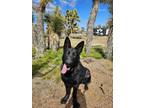 Adopt Cleopatra a Black - with Tan, Yellow or Fawn German Shepherd Dog / Mixed