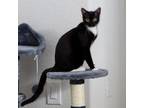 Adopt Titan aka Squeekers a Domestic Shorthair cat in Venus, TX (38447897)