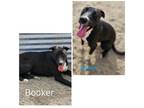 Adopt Booker a Black - with White American Pit Bull Terrier / Mixed dog in