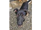 Adopt King a Black - with Tan, Yellow or Fawn German Shepherd Dog / Mixed dog in