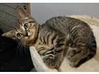 Adopt Marigold a Tortoiseshell Domestic Shorthair / Mixed (short coat) cat in