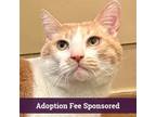 Adopt Cheerio a White (Mostly) Domestic Shorthair / Mixed (short coat) cat in