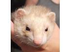 Adopt Miss Mischief a Buff Ferret small animal in Phoenix, AZ (38457705)