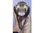 Adopt MJ a Sable Ferret small animal in Phoenix, AZ (38334845)
