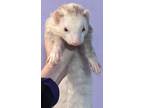 Adopt Parker a White Ferret small animal in Phoenix, AZ (38334858)