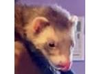 Adopt Cleo a Ferret small animal in Phoenix, AZ (38380391)