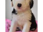 Old English Sheepdog Puppy for sale in South Bend, IN, USA