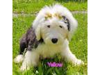 Old English Sheepdog Puppy for sale in South Bend, IN, USA