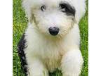 Old English Sheepdog Puppy for sale in South Bend, IN, USA