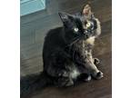 Adopt Oliver a All Black Domestic Longhair / Domestic Shorthair / Mixed cat in
