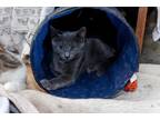 Adopt Yahtzee a Gray or Blue Domestic Shorthair (short coat) cat in Loogootee