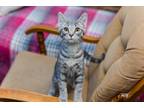 Adopt Banks a Gray, Blue or Silver Tabby Domestic Shorthair (short coat) cat in