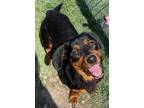 Adopt Annelisa a Black - with Tan, Yellow or Fawn Basset Hound / Dachshund /