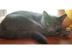 Adopt Ash a Gray or Blue Domestic Shorthair / Mixed (short coat) cat in