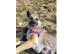 Adopt Lacey a German Shepherd Dog / Mixed dog in Richmond, BC (38427210)