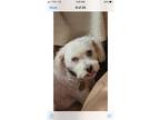 Adopt MINDY a White Poodle (Miniature) / Terrier (Unknown Type