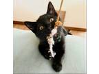 Adopt Cowboy a All Black Domestic Shorthair / Mixed (short coat) cat in Los