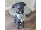 Adopt Riley a Black Labrador Retriever / Mixed dog in Houston, TX (38573900)