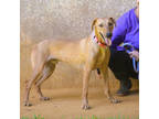 Adopt Tubbs a Tan/Yellow/Fawn Hound (Unknown Type) / Mixed dog in Lihue