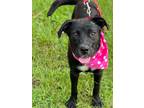 Adopt Freya a Labrador Retriever / Mixed dog in Darlington, SC (38427800)