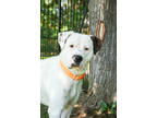 Adopt Dozer a White Boxer / Retriever (Unknown Type) / Mixed dog in Yakima