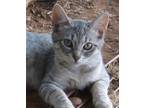 Adopt Dolly a Gray, Blue or Silver Tabby Domestic Shorthair (short coat) cat in