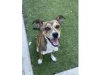 Adopt RAQUELLE a Brindle Terrier (Unknown Type, Small) / Mixed dog in San