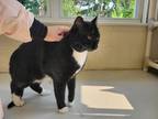 Adopt Bouncer a All Black Domestic Shorthair / Domestic Shorthair / Mixed cat in