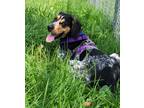 Adopt Ricky a Black Bluetick Coonhound / Mixed dog in Madison, NJ (38466708)