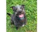 Adopt Scoot a Black Schnauzer (Standard) / Mixed dog in Madison, NJ (38452568)