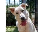 Adopt Ivy a White German Shepherd Dog / Mixed dog in Santa Cruz, CA (38505077)