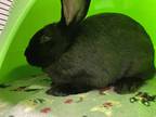 Adopt Haas a Black Other/Unknown / Dutch / Mixed rabbit in Cincinnati