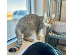 Adopt Ramona a Gray or Blue Domestic Shorthair / Domestic Shorthair / Mixed cat