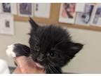 Adopt 52960114 a All Black Domestic Shorthair / Domestic Shorthair / Mixed cat