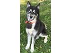 Adopt Mochi a Gray/Blue/Silver/Salt & Pepper Husky / Mixed dog in Voorhees