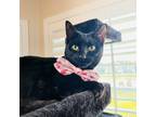 Adopt Cascade a All Black Domestic Shorthair / Mixed cat in Fort Worth