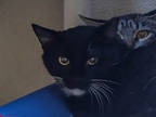 Adopt Barn Cat Dora a All Black Domestic Shorthair / Domestic Shorthair / Mixed