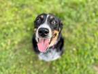 Adopt Chilli~23/24-0055b a Black Mixed Breed (Large) / Mixed dog in Bangor