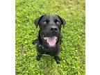 Adopt Ranger~s23/24-0067 a Black Labrador Retriever / Mixed dog in Bangor