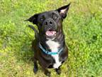 Adopt CJ~23/24-0055a a Black Labrador Retriever / Mixed dog in Bangor