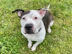 Adopt Lolita~14/15-0334 a Brindle American Pit Bull Terrier / Mixed dog in