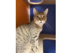 Adopt Stretch a Brown or Chocolate Domestic Shorthair / Domestic Shorthair /