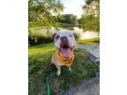 Adopt Riceball a Tan/Yellow/Fawn American Pit Bull Terrier / Mixed dog in Kansas